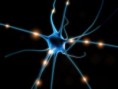 /album/pictures/neuron-jpg1/